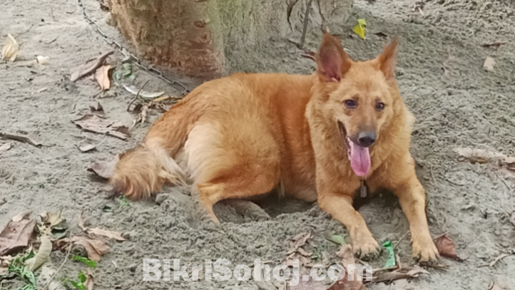 জার্মান সেফাট মিক্স ব্রিড